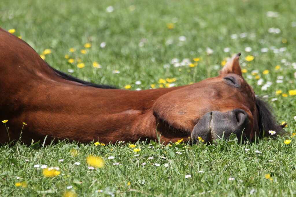 Reiki cheval